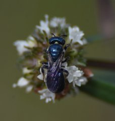 Ceratina floridana