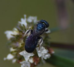 Ceratina floridana