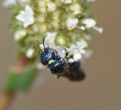 Ceratina floridana