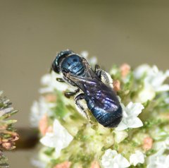 Ceratina floridana