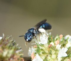 Ceratina floridana