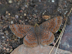 Calephelis arizonensis
