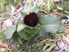 Arum pictum