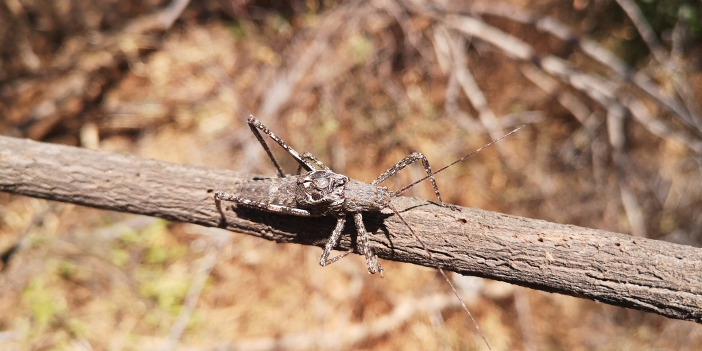 Polycleptis rugulosa
