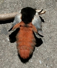 Automeris coresus
