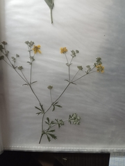 Potentilla intermedia