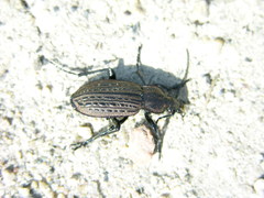 Carabus maeander