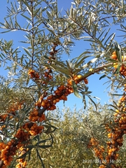 Hippophae rhamnoides