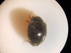 Scymnus rubromaculatus