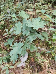 Macleaya cordata
