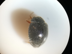 Scymnus rubromaculatus