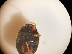 Scymnus rubromaculatus