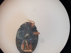 Scymnus rubromaculatus