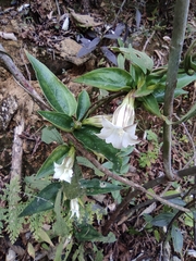 Tripterospermum chinense