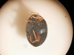 Scymnus rubromaculatus