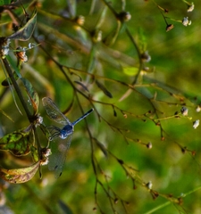 Diplacodes trivialis