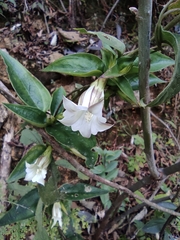 Tripterospermum chinense