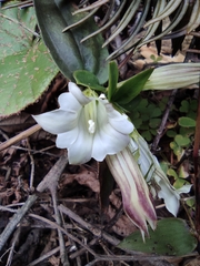 Tripterospermum chinense