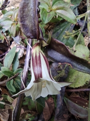 Tripterospermum chinense