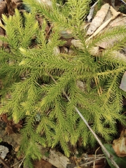 Lycopodium japonicum