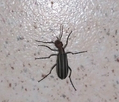 Epicauta floydwerneri