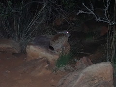 Pronolagus randensis