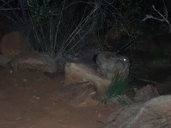 Pronolagus randensis