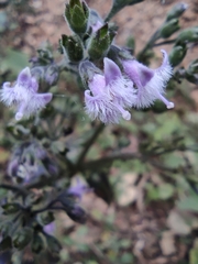 Oldenlandia mellii