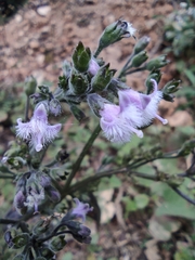 Oldenlandia mellii
