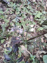 Oldenlandia mellii