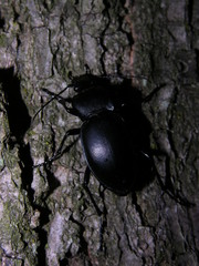 Carabus glabratus