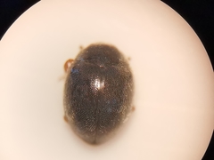 Scymnus rubromaculatus