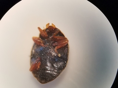 Scymnus rubromaculatus