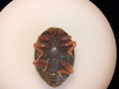 Scymnus rubromaculatus