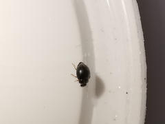 Scymnus rubromaculatus