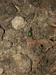 Drypta dentata