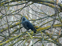 Corvus monedula