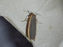Eilema lurideola