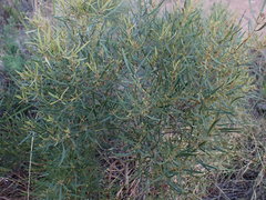 Euclea linearis