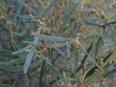 Euclea linearis
