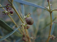Euclea linearis