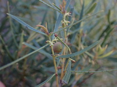 Euclea linearis