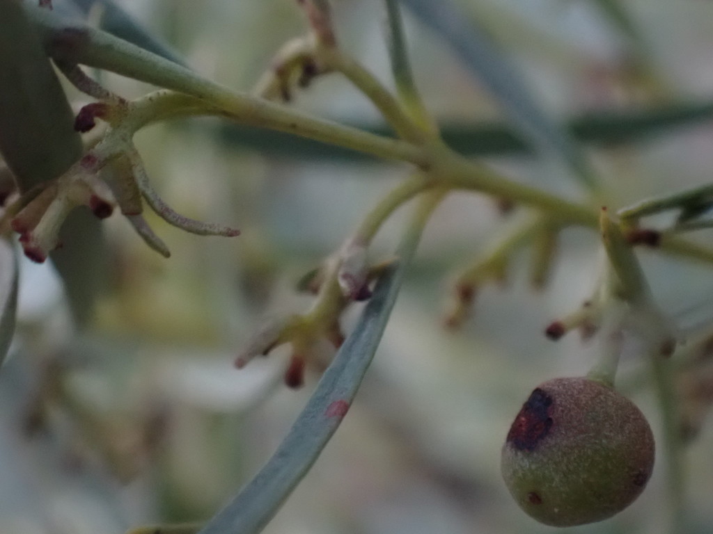 Small-leaf Guarri