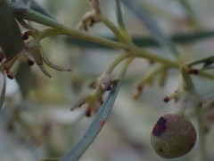 Euclea linearis