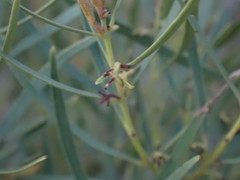 Euclea linearis