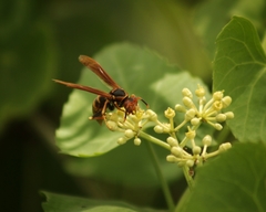 Polistes cavapytiformis