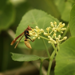 Polistes cavapytiformis