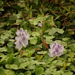 Pontederia crassipes