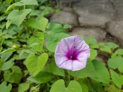 Ipomoea batatas