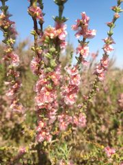 Salsola oppositifolia